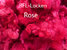 Fleece-Wool BFL-Curls Rose 10gm